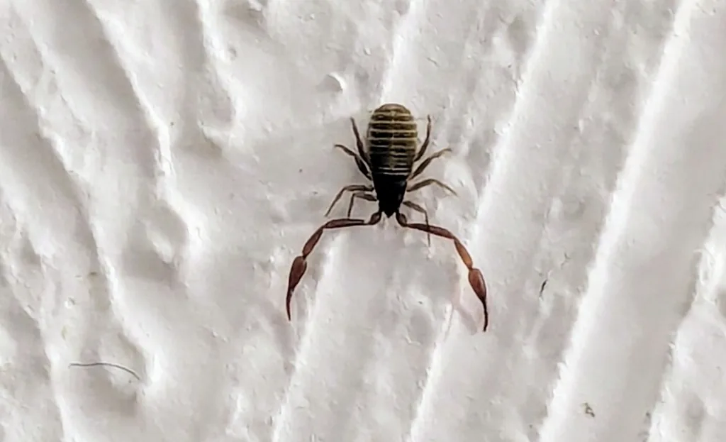 House pseudoscorpion on a white wall, a tiny dark teardrop-shaped arachnid with a ribbed abdomen and long reddish pincer arms