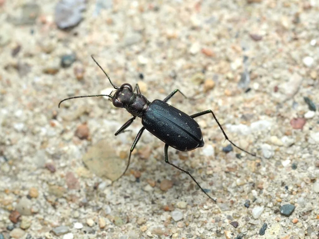 Dark punctured tiger beetle with long legs on sandy ground