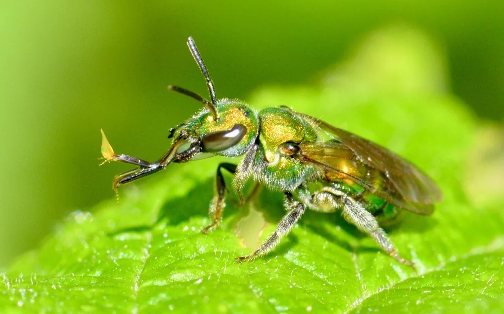 Pure gold-green sweat bee, metallic green, on a leaf