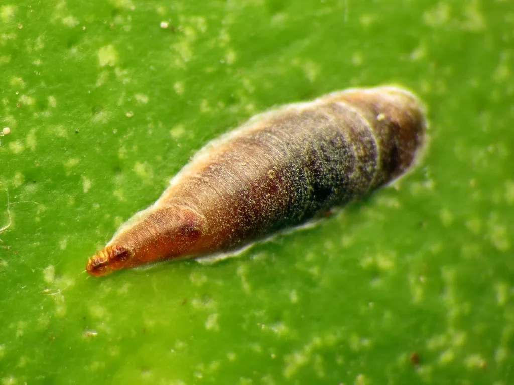 Purple scale, an elongate, slightly curved brownish-purple armored scale on a green citrus leaf