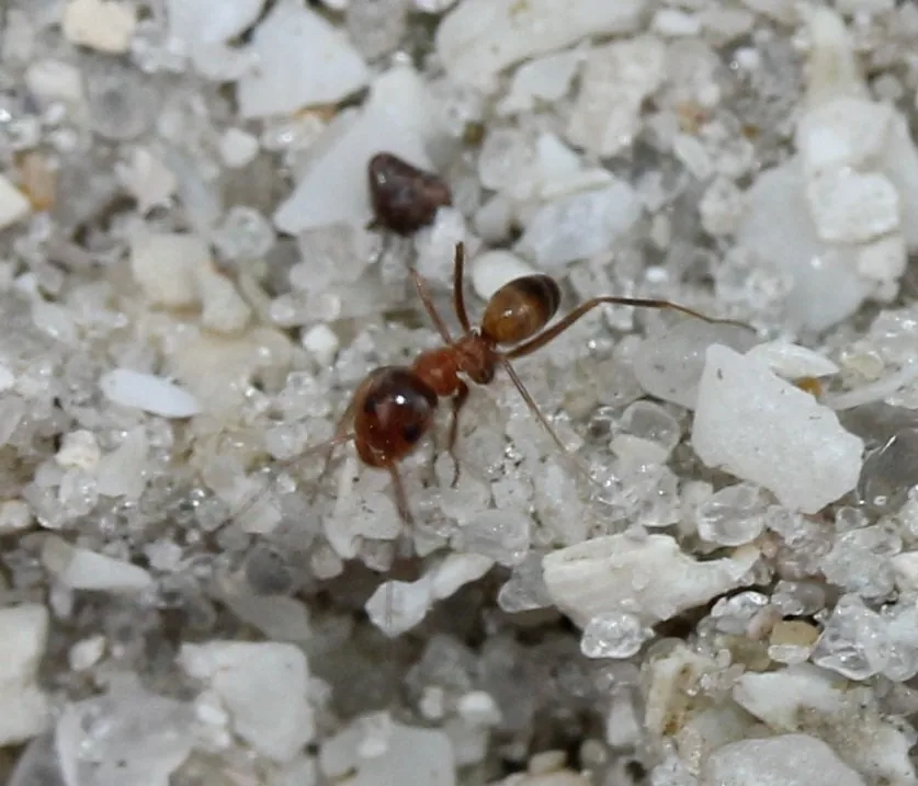 Buren's pyramid ant worker, a small orange-brown ant with long legs and a dark-tipped abdomen, on coarse white sand