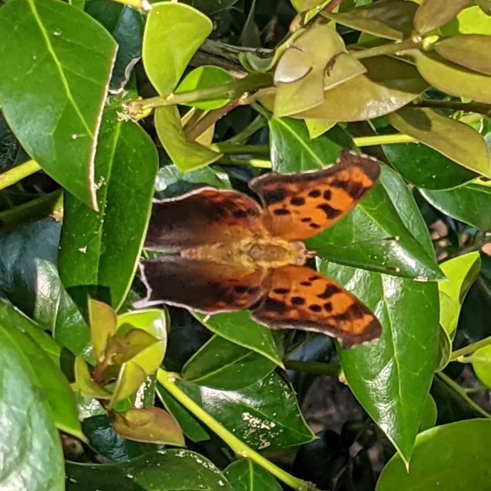 Orange question mark butterfly with black spots and ragged wing edges on leaves