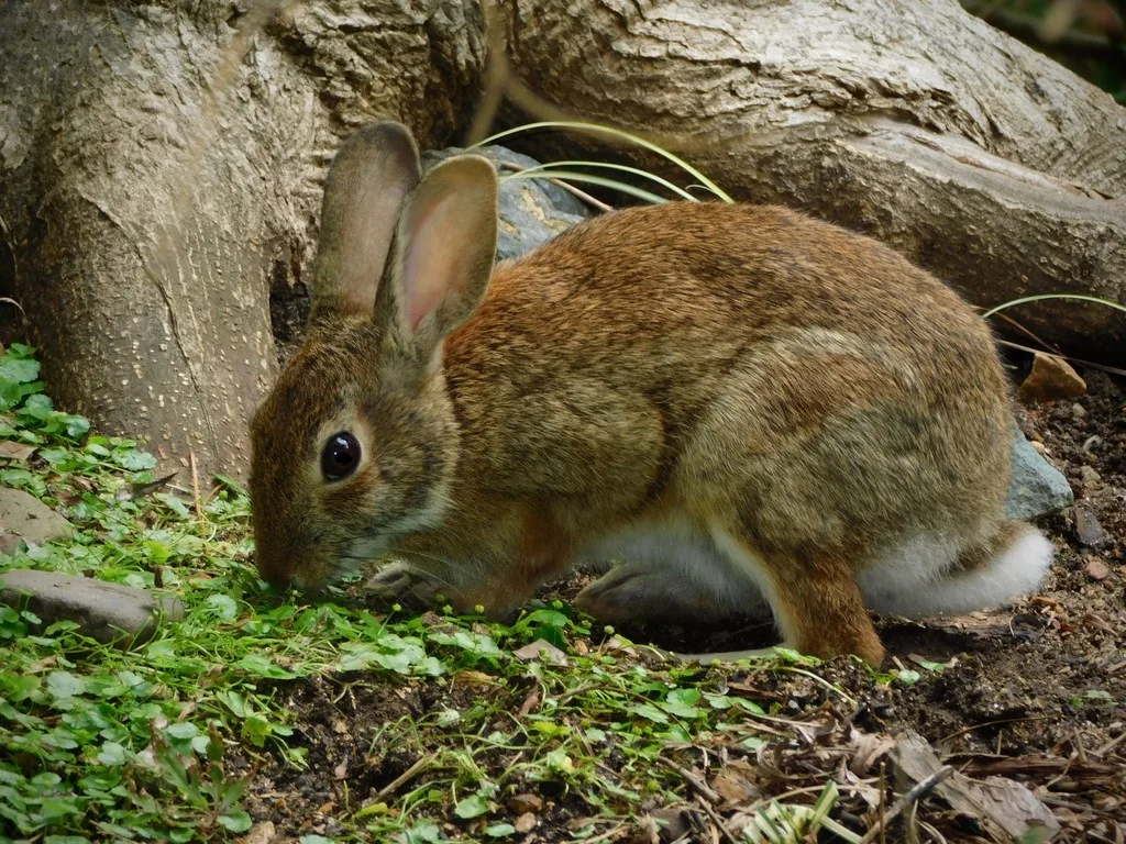 Eastern cottontail rabbit with brown-gray fur and a white tail nibbling low green plants beside a tree root