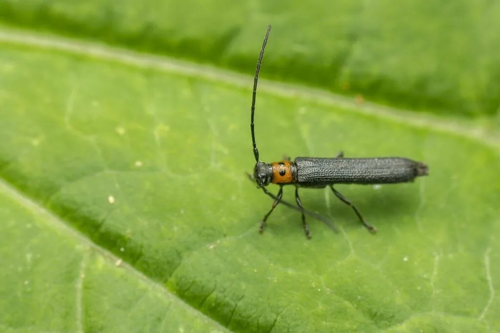 Raspberry cane borer, a slender black long-horned beetle with an orange thorax marked with black dots, on a leaf