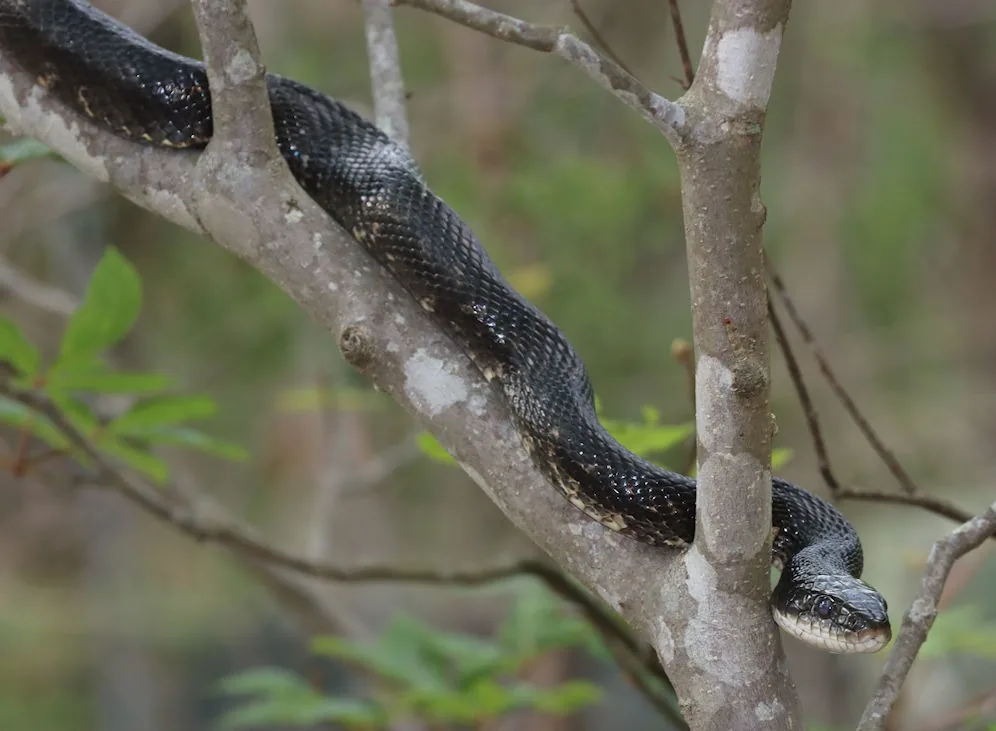 Black adult ratsnake with a white chin stretched along a tree branch while climbing