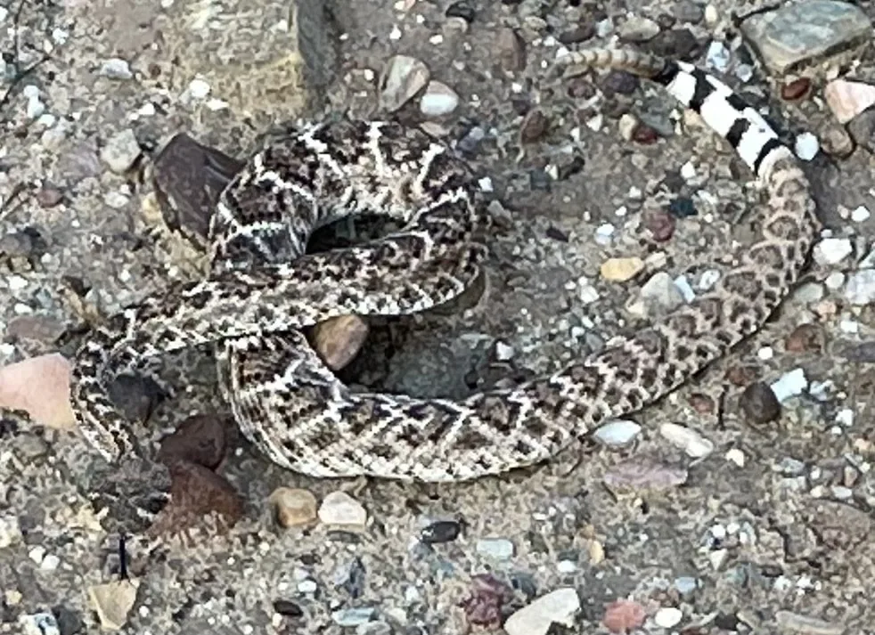 Western diamond-backed rattlesnake coiled on gravel, showing pale-edged diamond markings along its back and a tail ringed in black and white