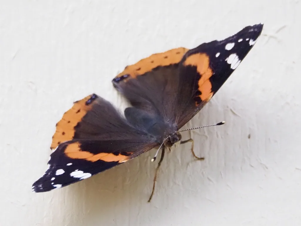 Red admiral butterfly with black wings, orange-red bands and white spots