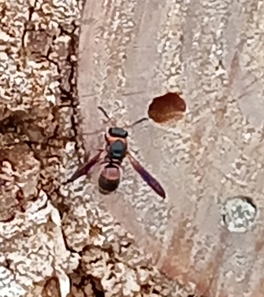 Red and black mason wasp perched next to a nest hole in wood