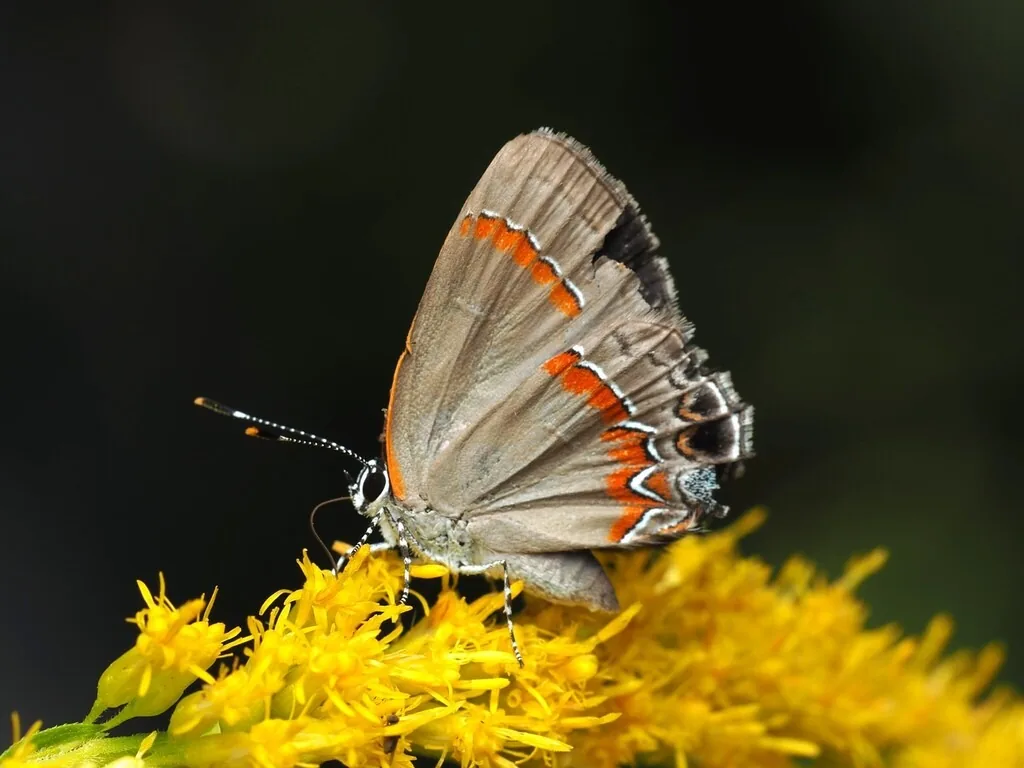 Red-banded hairstreak butterfly with an orange-banded gray underside on goldenrod