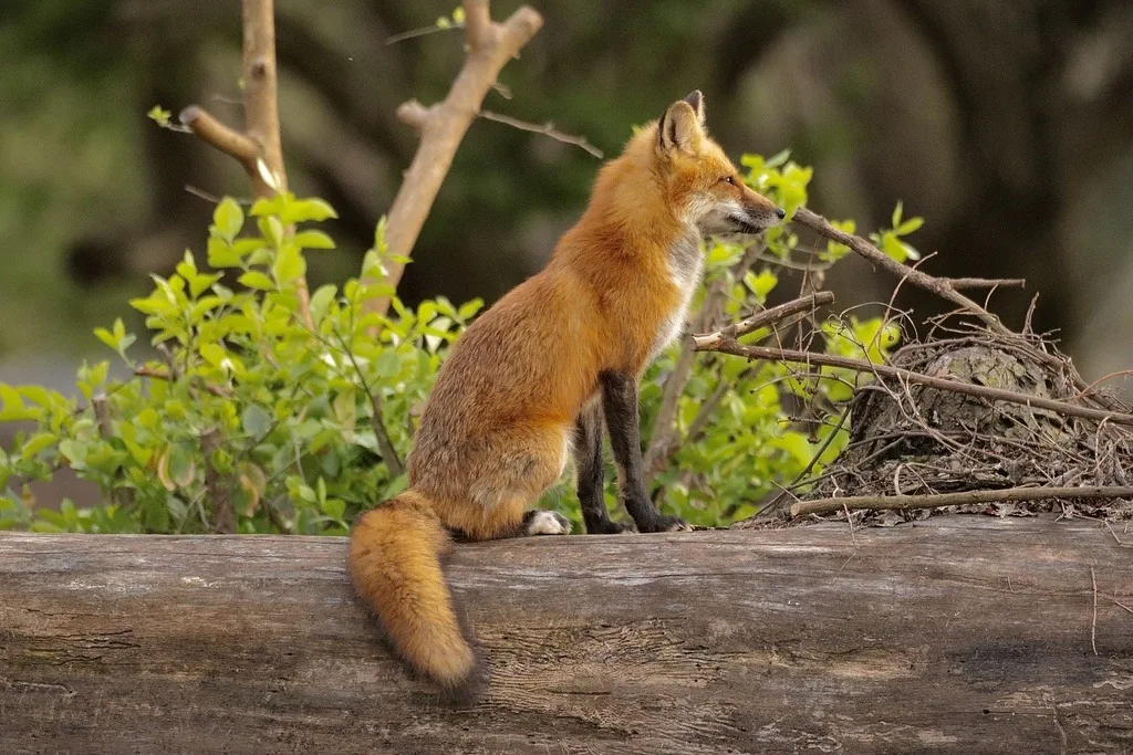 Red fox with an orange-red coat, black legs and a bushy white-tipped tail standing on a fallen log