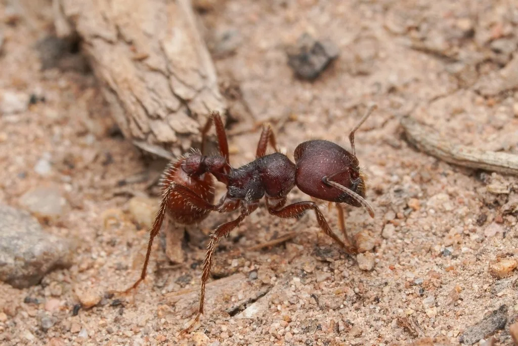 Red harvester ant worker, a large reddish ant with a square head and darker abdomen, on sandy gravel