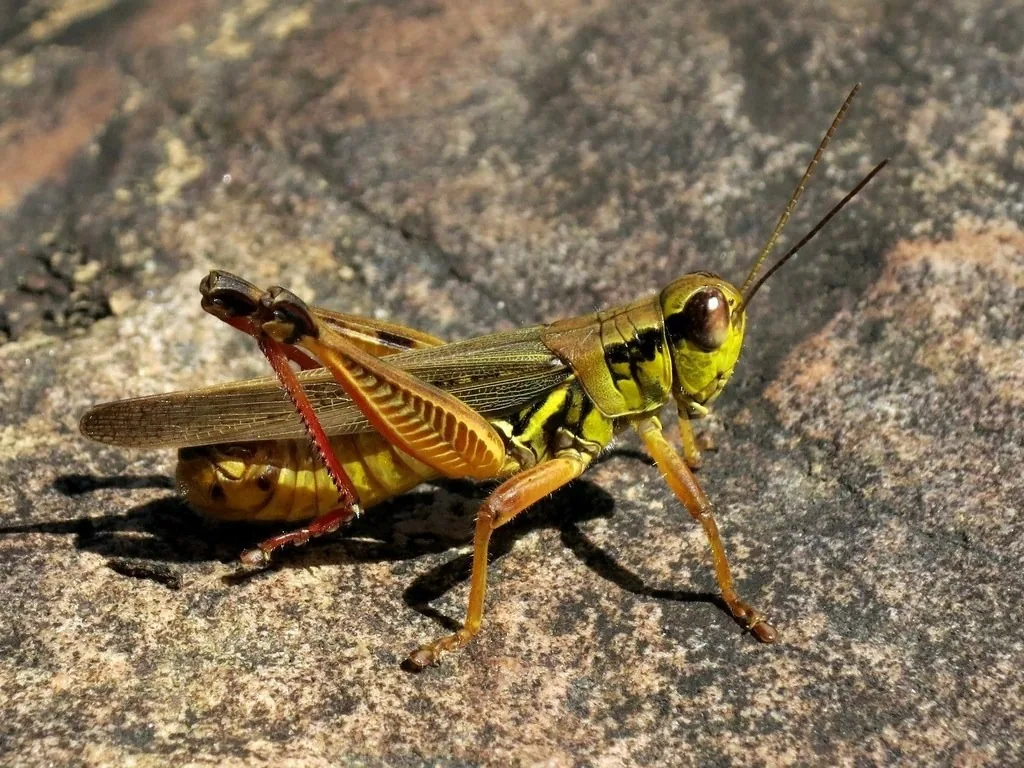 Red-legged grasshopper showing red hind legs on a rock