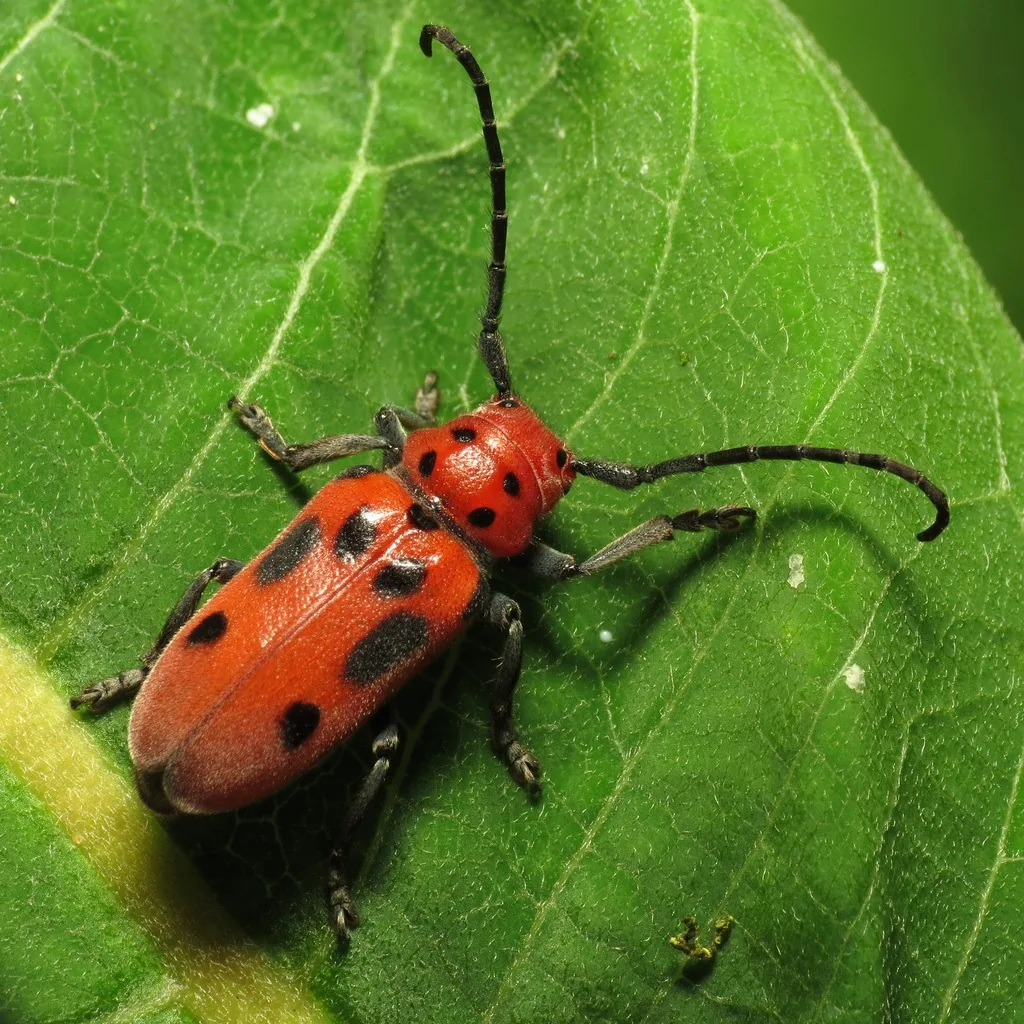 Red milkweed beetle, red with black spots and long black antennae, on a milkweed leaf