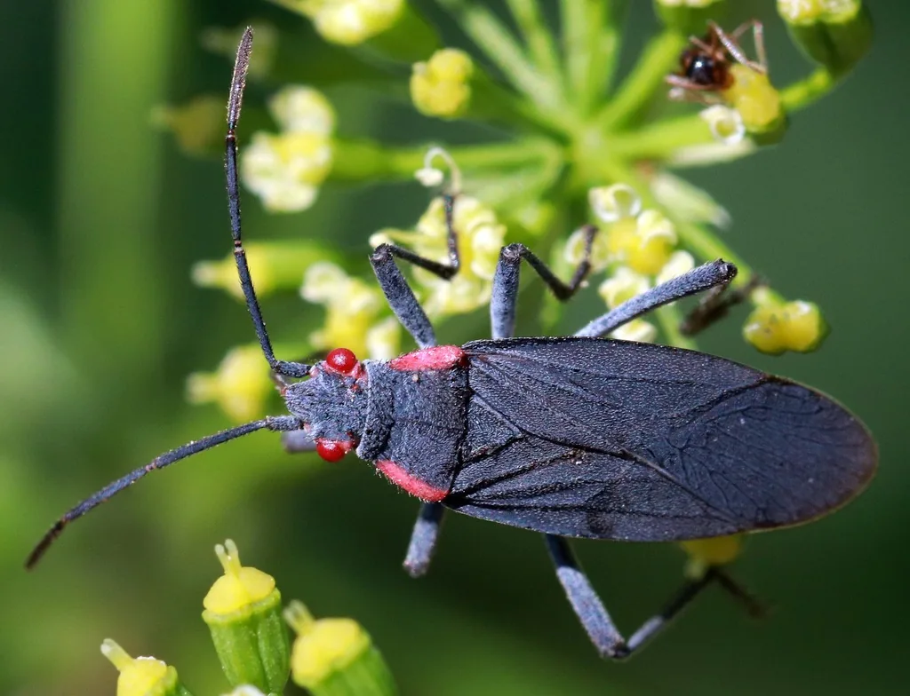Red-shouldered bug, a black bug with red eyes and red shoulder edges, on yellow flowers
