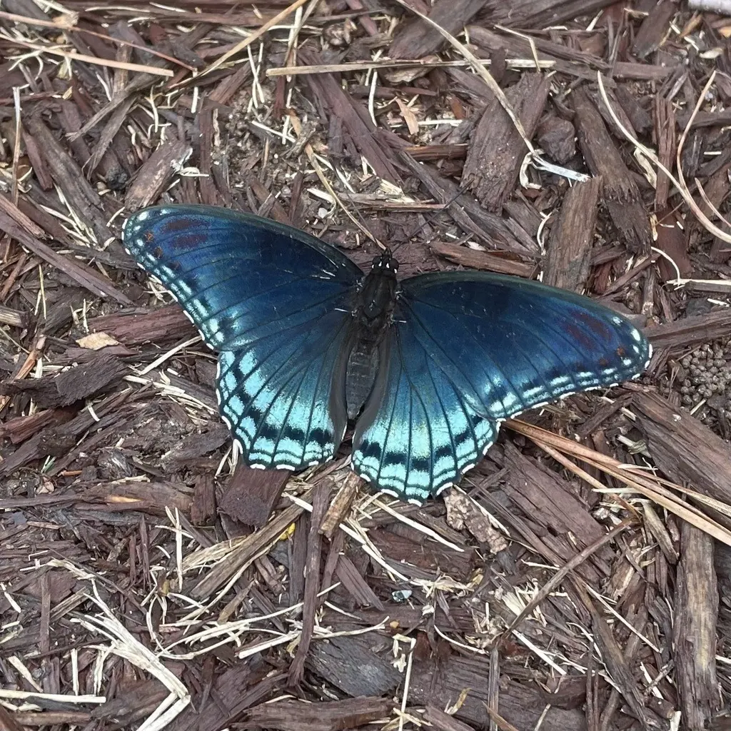 Blue-black red-spotted purple butterfly with iridescent blue hind wings