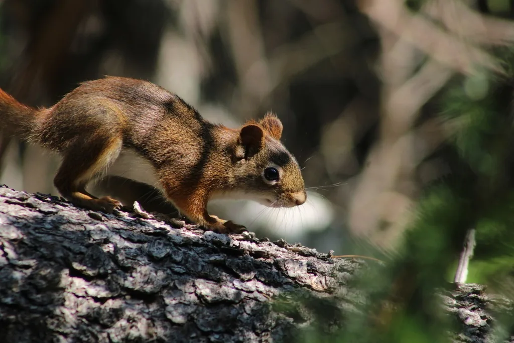 American red squirrel crouched on a mossy log, showing its rusty red-brown back and white eye ring