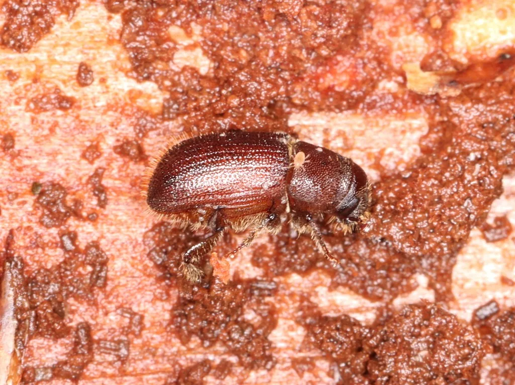 Red turpentine beetle, a reddish-brown bark beetle with a rounded rear end, on pine bark