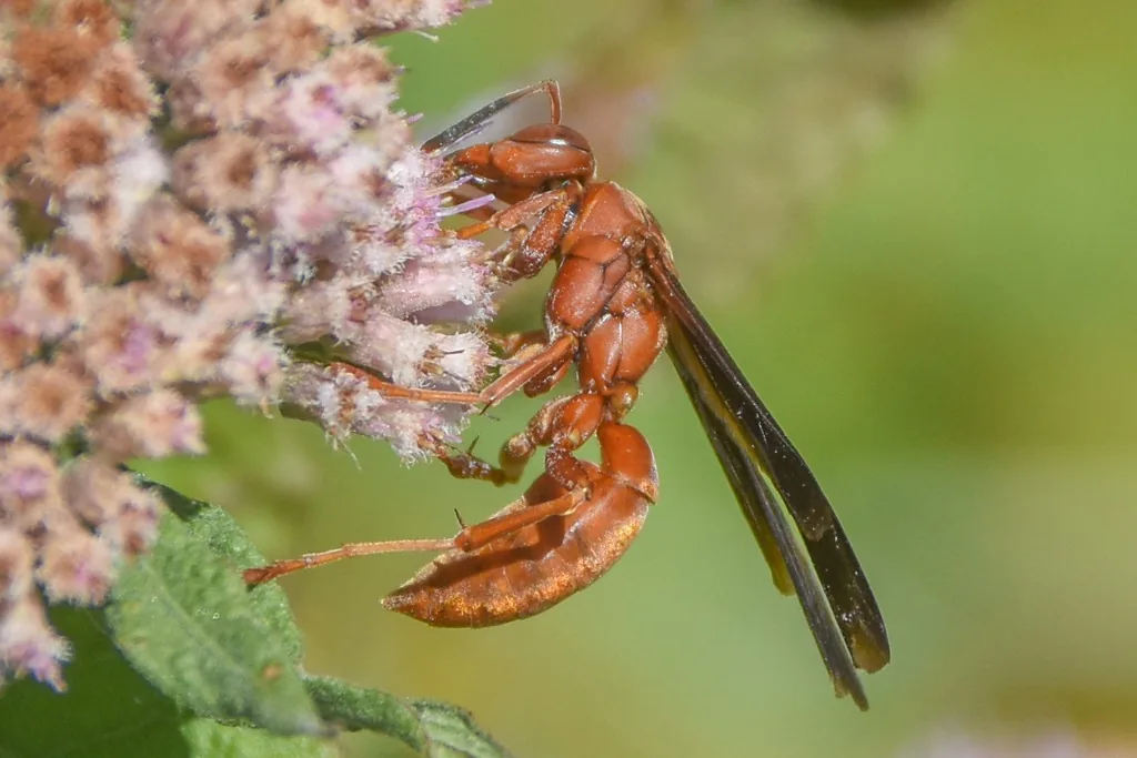 Rust-colored red wasp with dark wings feeding on pink flowers