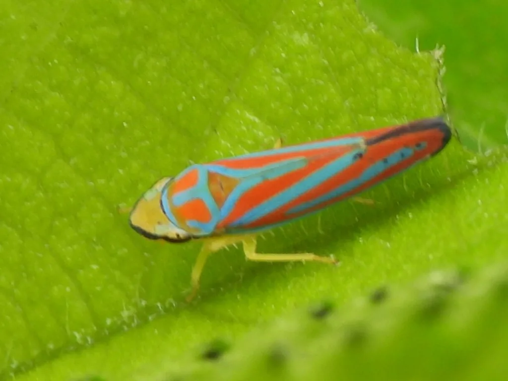 Redbanded leafhopper with red and blue-green stripes and a yellow head