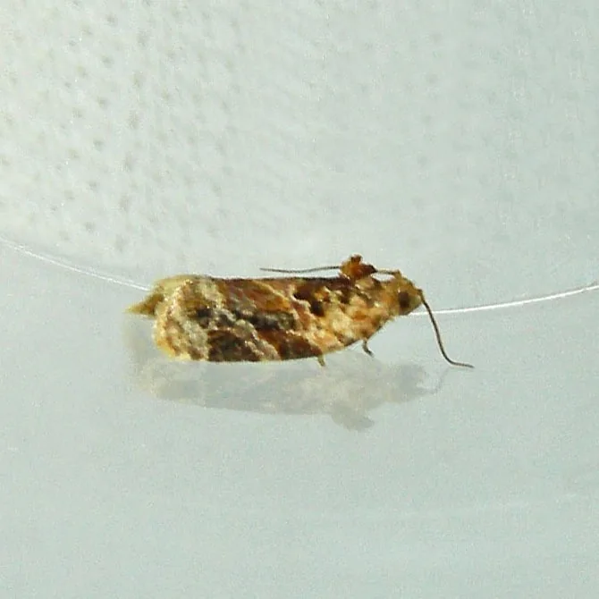 Redbanded leafroller moth, a small tan moth with reddish-brown bands across the forewings, at rest