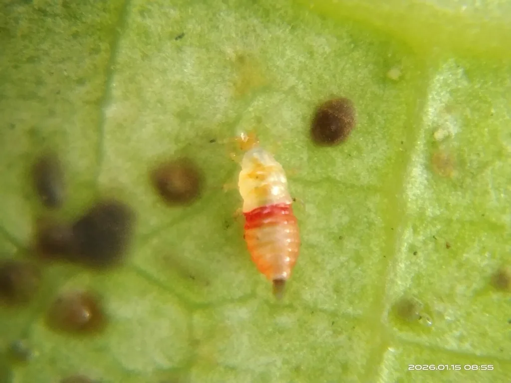 Pale redbanded thrips nymph with a bright red band across its middle on a leaf