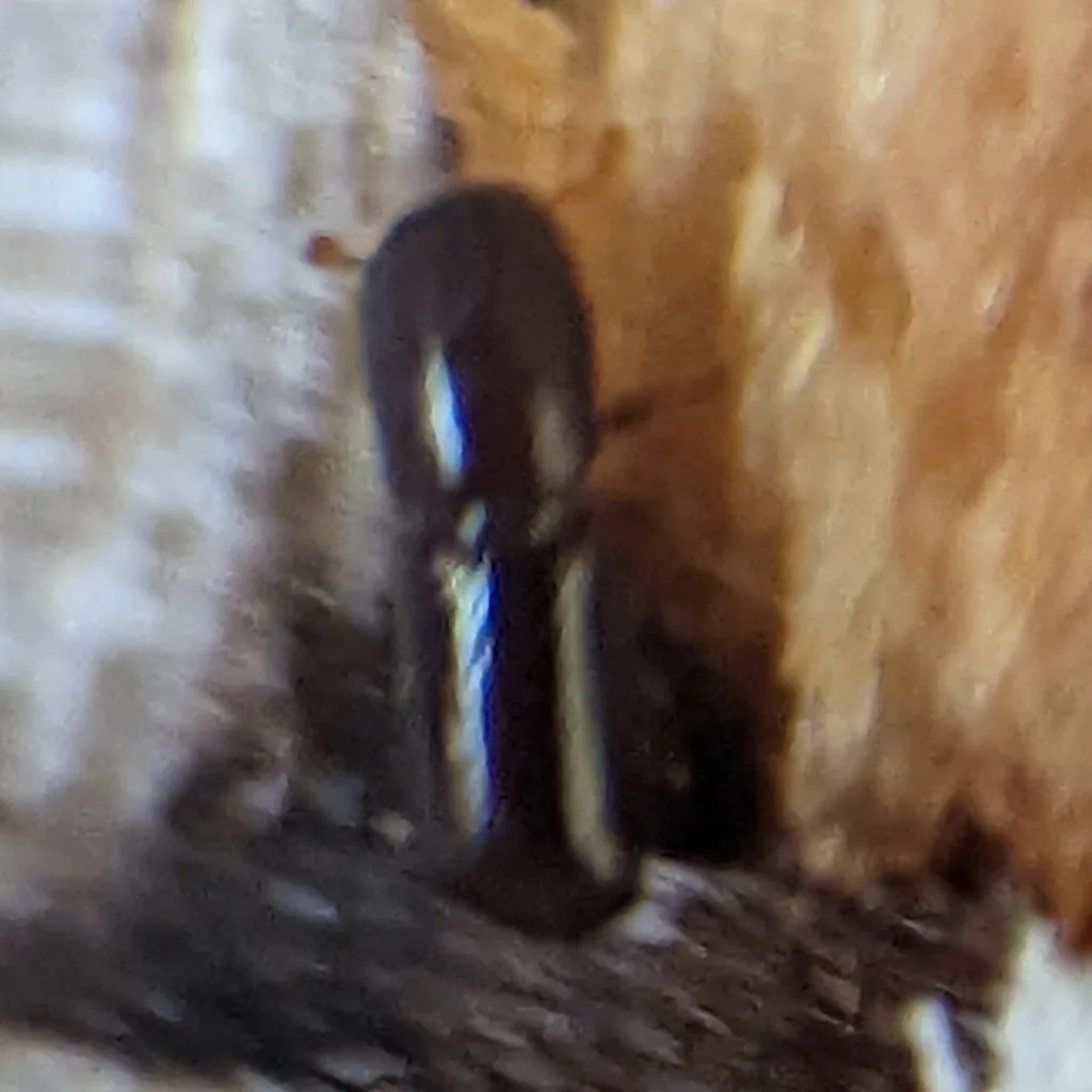 Redbay ambrosia beetle, a small dark brown cylindrical beetle, in its tunnel in wood