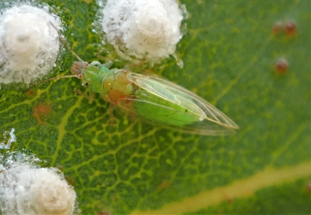 Adult redgum lerp psyllid, a small light green winged insect, next to white waxy lerp caps on a eucalyptus leaf