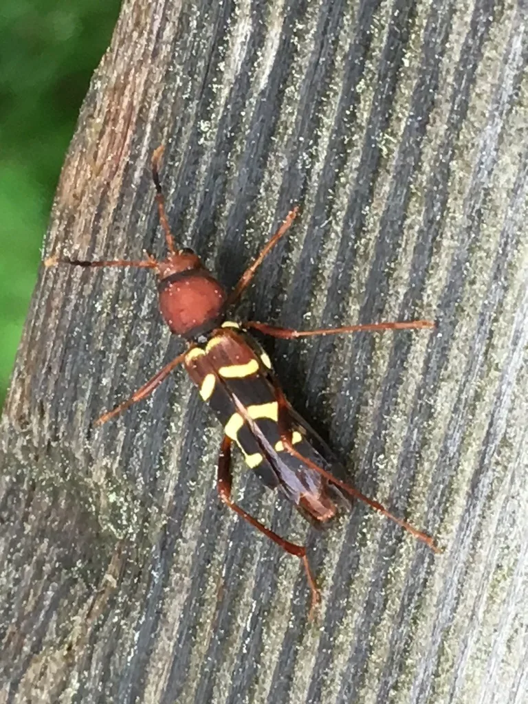 Red-headed ash borer, a slender reddish longhorned beetle with yellow bands, on bark