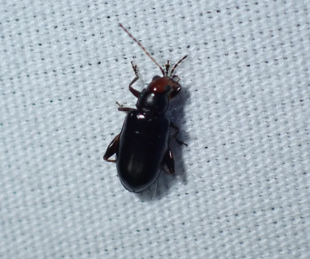 Redheaded flea beetle, a tiny shiny black beetle with a red head and long antennae