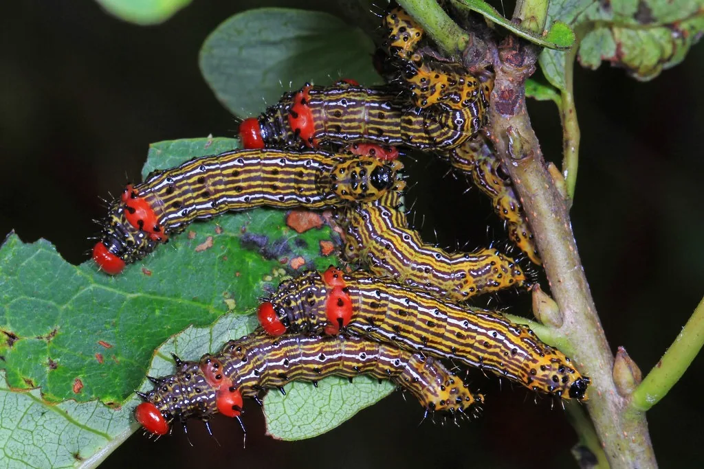 Group of redhumped caterpillars with red heads, red humps and yellow, black and white stripes, feeding on a leaf