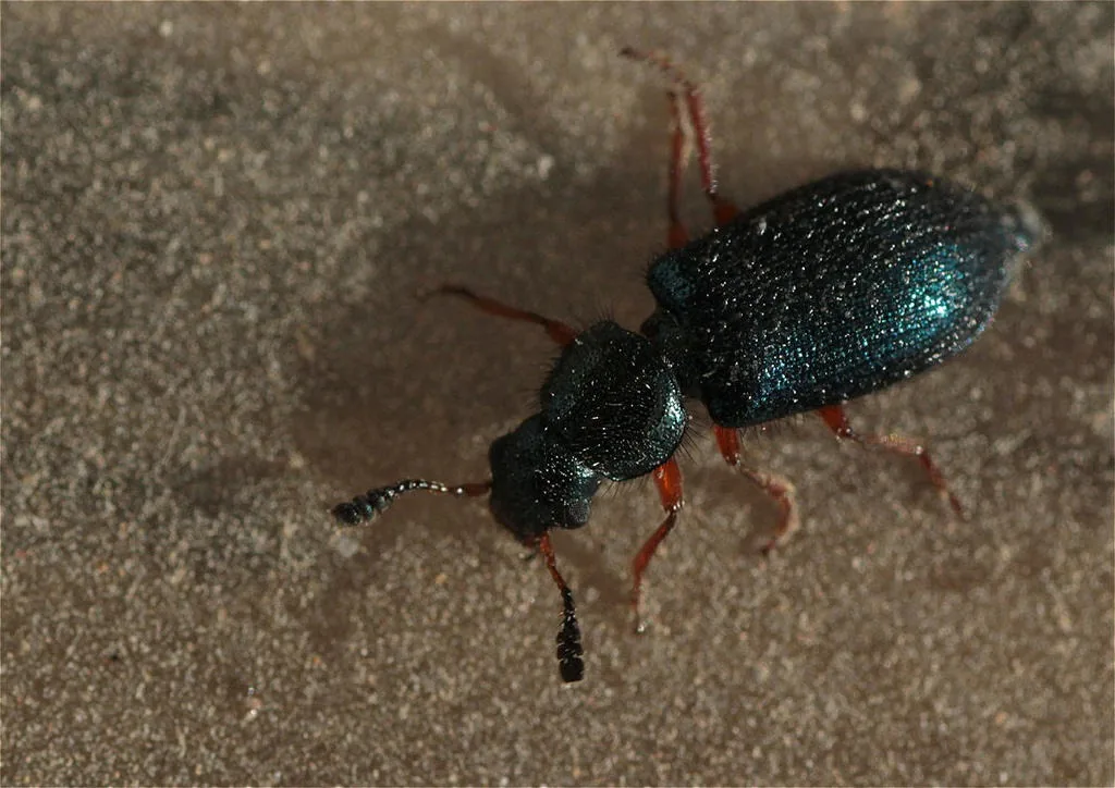 Redlegged ham beetle, a small metallic blue-green beetle with orange-red legs and dark-tipped antennae