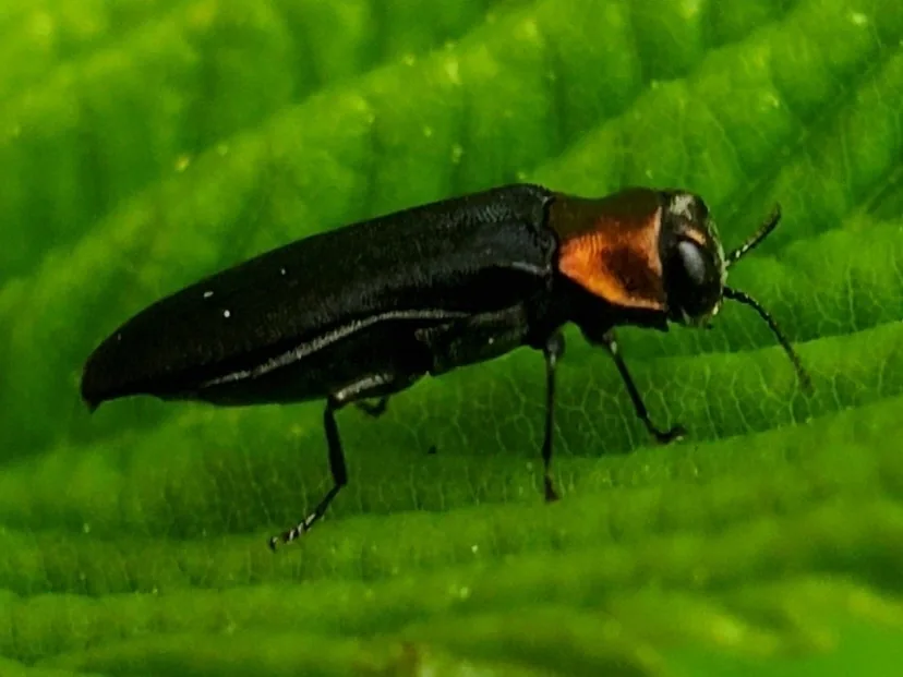 Rednecked cane borer, a slender black beetle with a coppery-red thorax, on a leaf