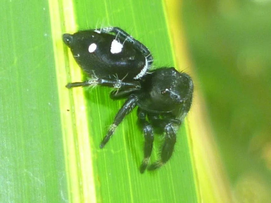 Regal jumping spider male, black with white spots on the abdomen, on a green leaf