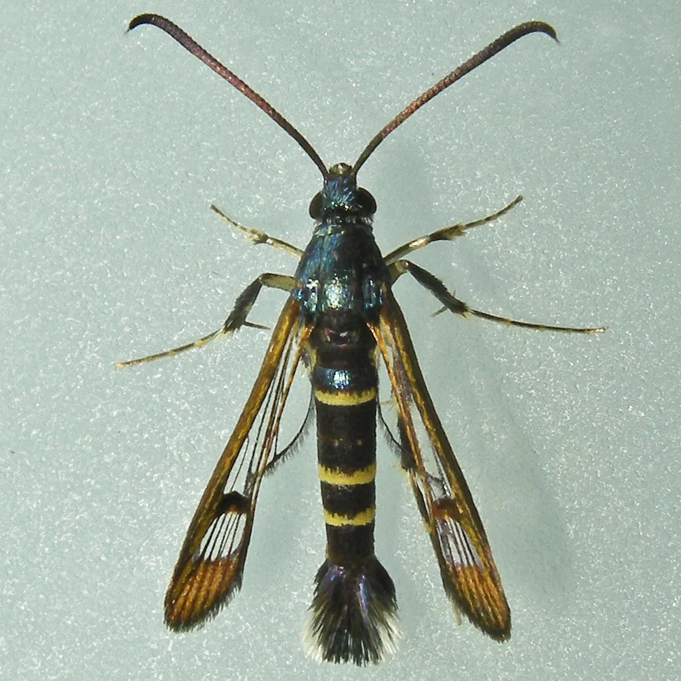 Rhododendron borer moth, a wasp-like clearwing moth with a black body and yellow bands