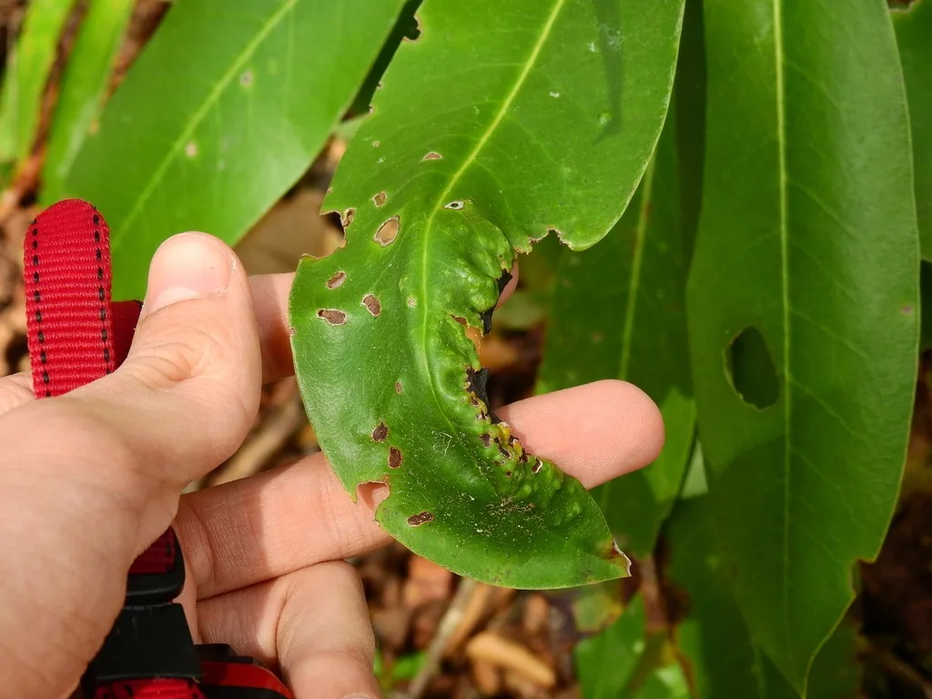 Rhododendron leaf curled and distorted by gall midge feeding