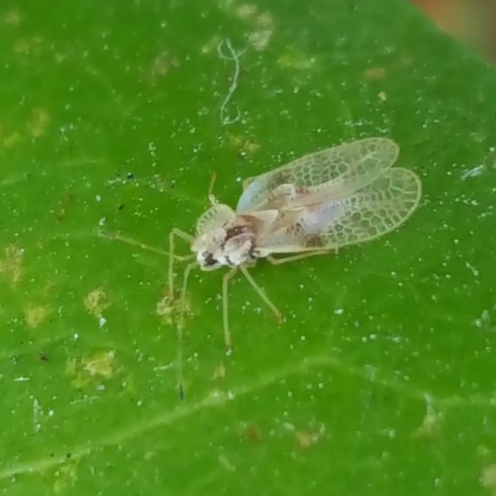 Rhododendron lace bug, a tiny pale insect with clear lacy wings, on a green leaf