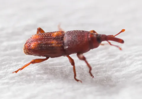 Rice weevil, a small reddish-brown snout beetle, on a white surface