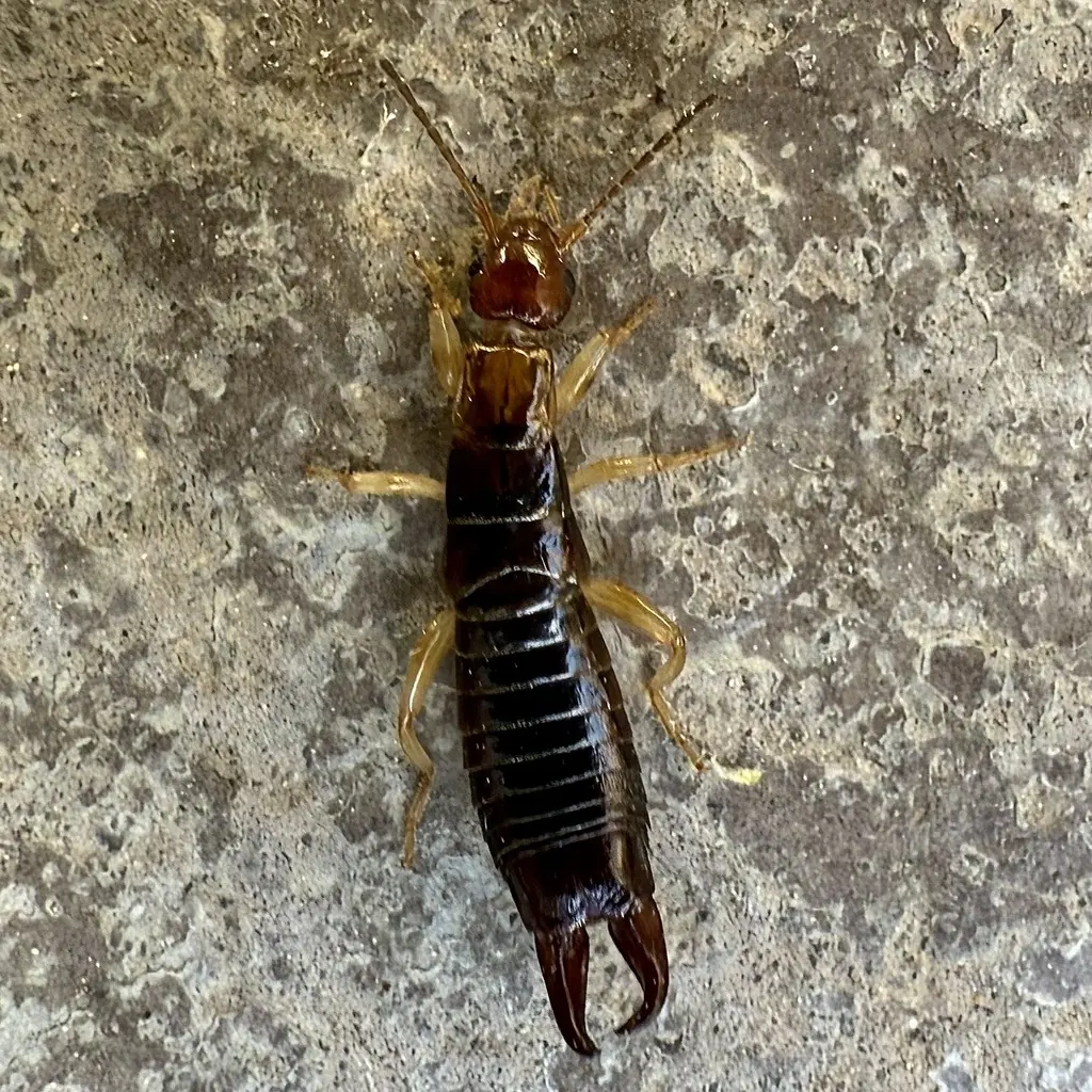 Ringlegged earwig, a wingless dark brown earwig with pale legs and curved pincers, on concrete