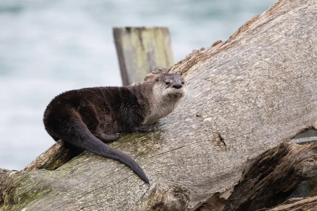 North American river otter with sleek dark brown fur resting on a weathered driftwood log beside the water