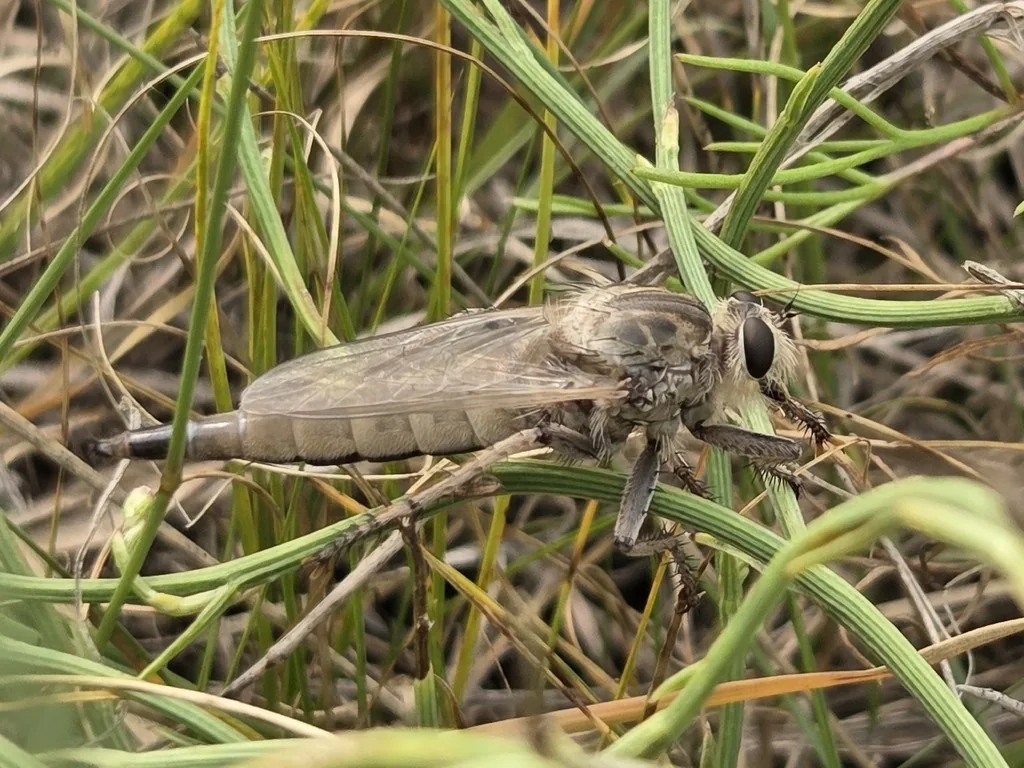 Proctacanthus milbertii robber fly, a long gray-brown fly with a slender tapering abdomen and bristly legs, perched among grass blades