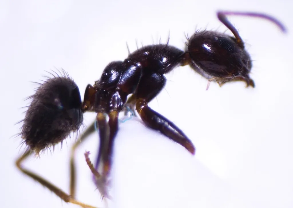 Robust crazy ant worker, a glossy dark brown ant covered in long erect hairs, on a white background