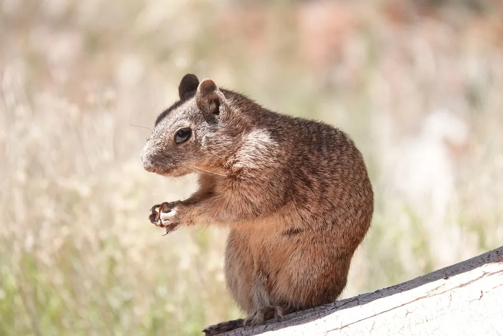 Rock squirrel, a large gray-brown ground squirrel mottled with white, with a bushy tail