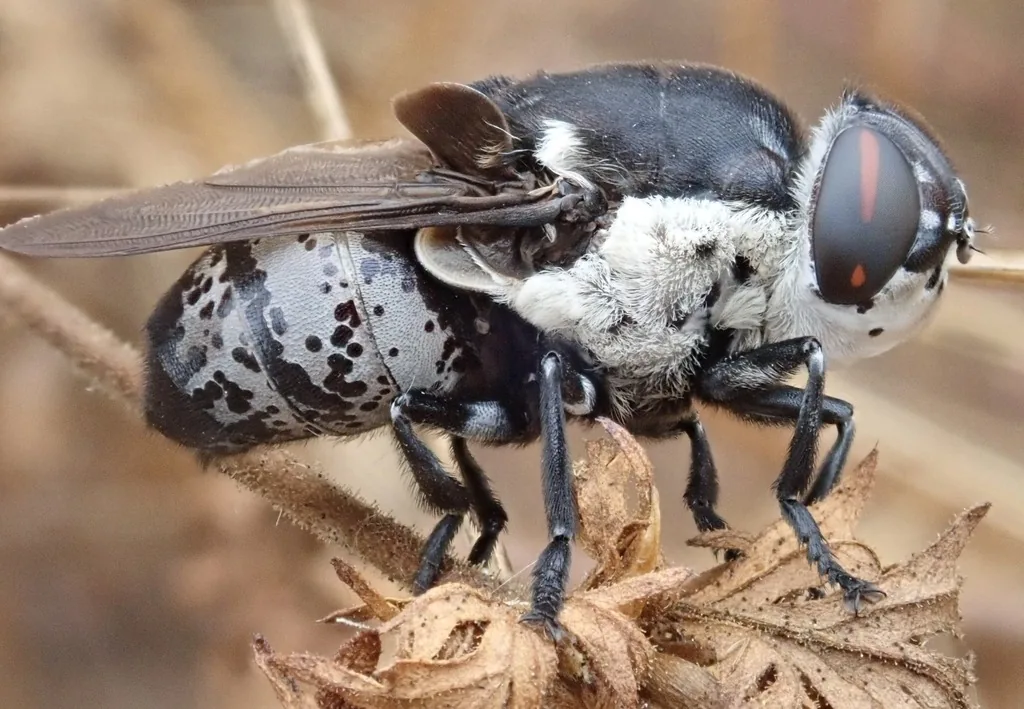 Adult Cuterebra bot fly, a stout black fly with white-patched sides, large dark eyes and smoky wings, resting on a dry plant