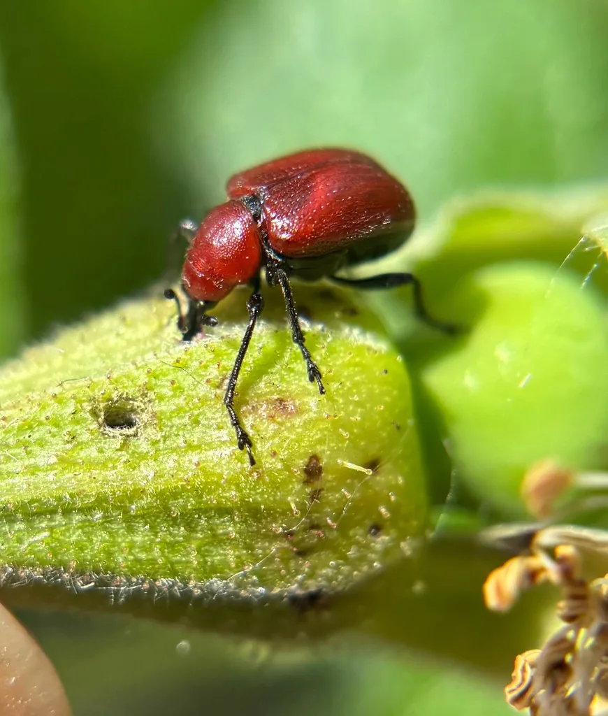 Rose curculio, a red snout weevil with black legs, on a rose bud