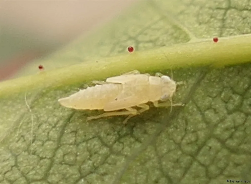 Pale cream rose leafhopper resting on a leaf vein