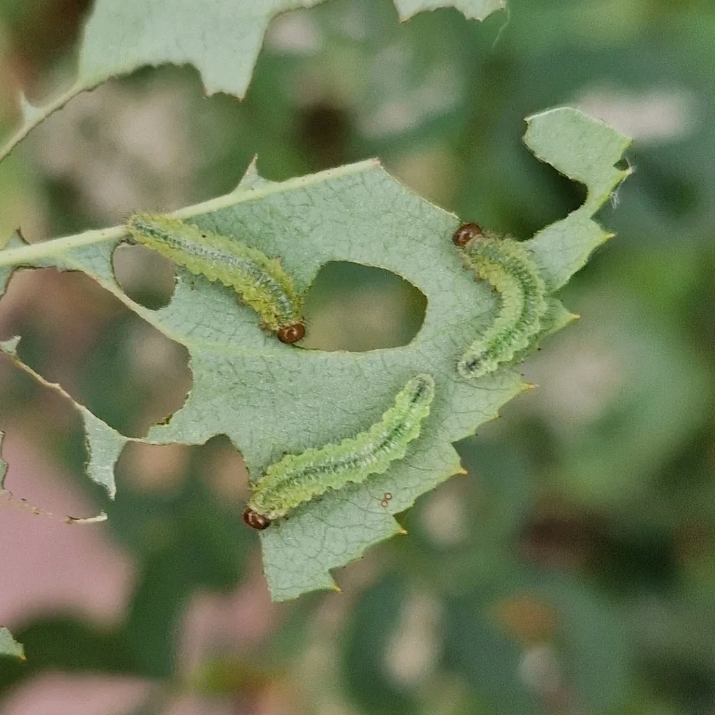 Three pale green bristly roseslug larvae with orange-brown heads feeding on a rose leaf chewed full of holes