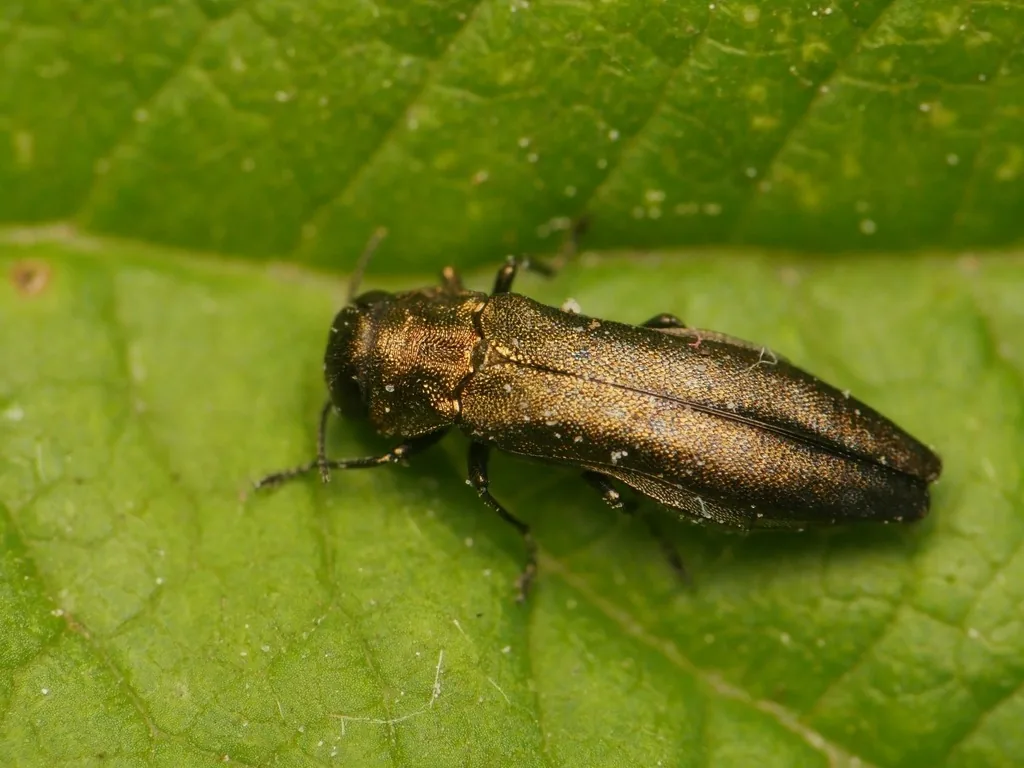 Rose stem girdler, a small slender copper-green metallic beetle, on a leaf