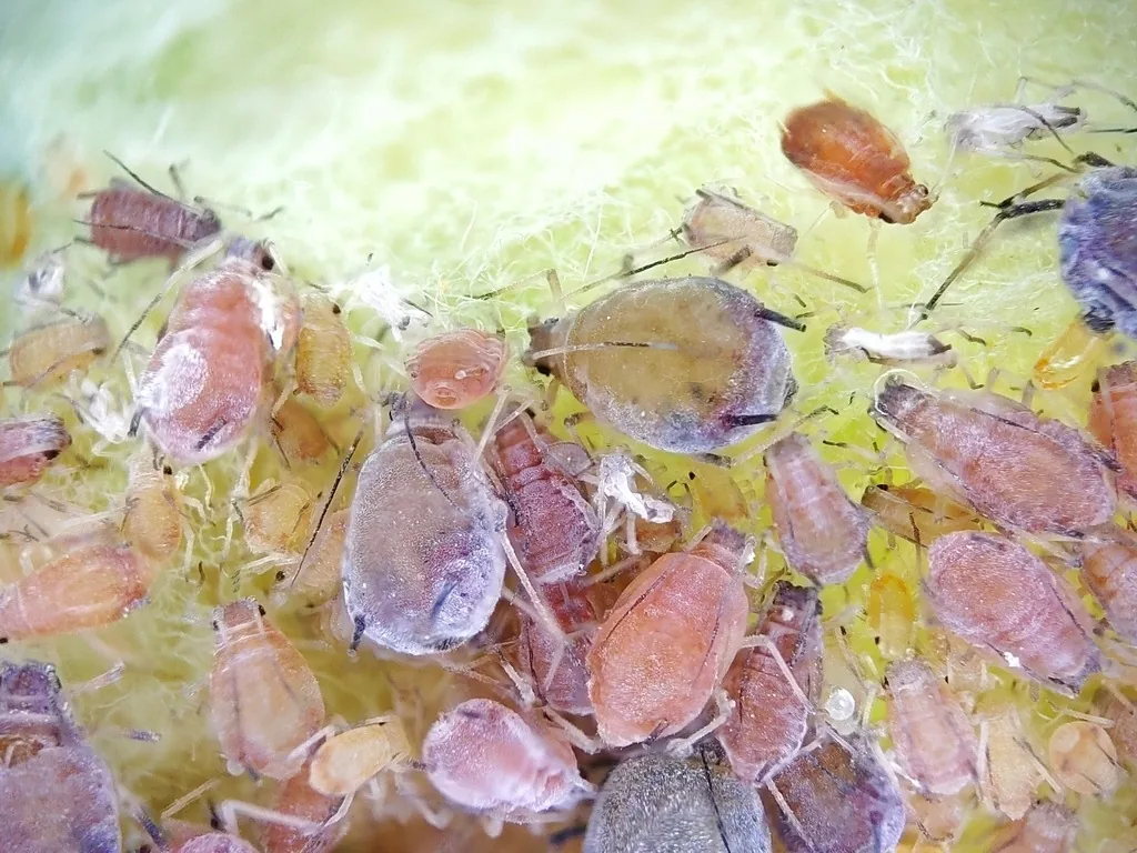Rosy apple aphids, purplish-pink aphids in a crowded colony on a leaf