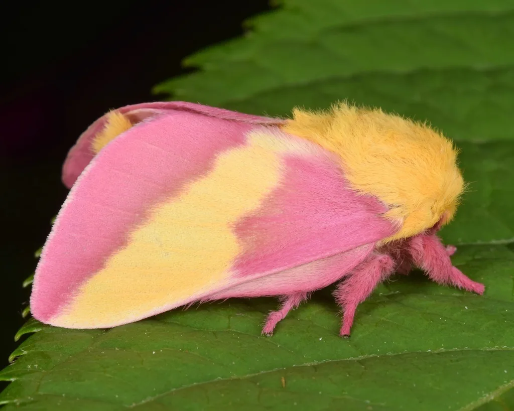 Rosy maple moth, a fuzzy pink and yellow moth with pink legs, resting on a leaf