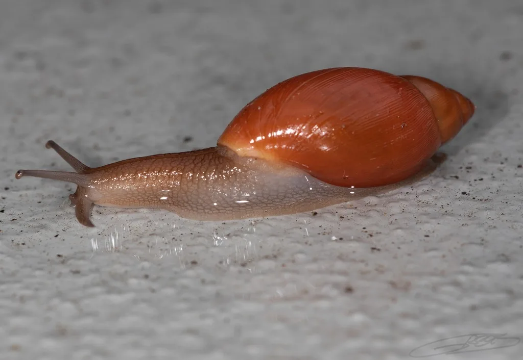 Rosy wolf snail with a long pinkish-brown shell gliding on concrete